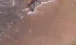 最新老鼠爆料新闻视频,揭秘视频背后的惊人真相